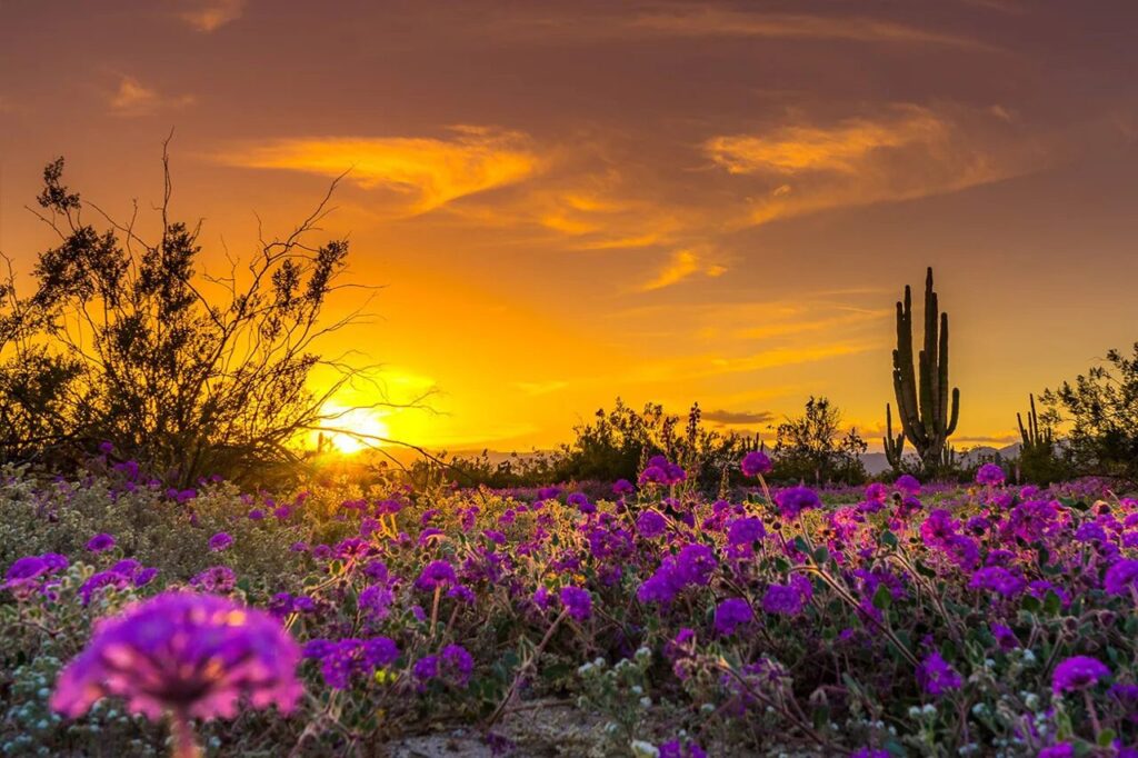 san-felipe-baja-california