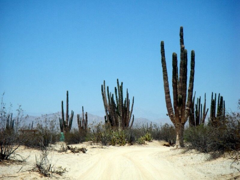 Cactus-gigante